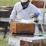 New-Bee-Hive-Smoker-Stainless-Steel-wHeat-Shield-Beekeeping-Equipment-from-VIVO-0-4